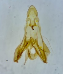Exoteleia dodecella