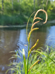Carex aquatilis