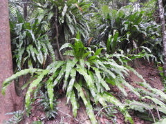 Niphidium crassifolium