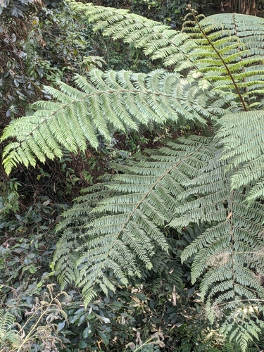Cyathea spinulosa iNat (1)