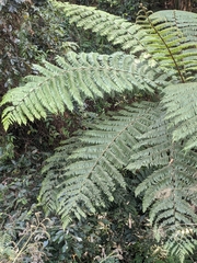 Alsophila spinulosa