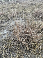 Schizachyrium littorale