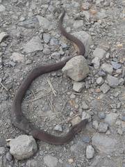 Stenorrhina degenhardtii