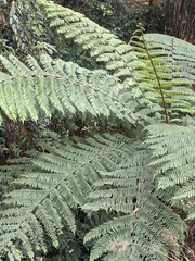 Alsophila spinulosa
