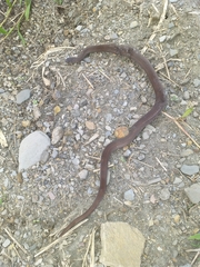 Stenorrhina degenhardtii