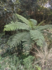 Alsophila spinulosa