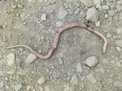 Stenorrhina degenhardtii