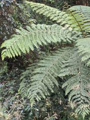 Alsophila spinulosa