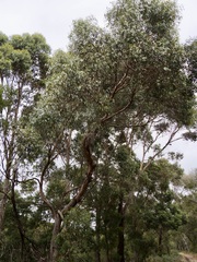 Eucalyptus cornuta
