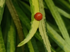 Chilocorus circumdatus