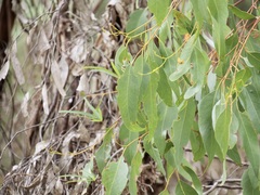 Eucalyptus cornuta