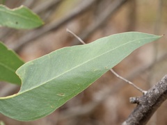 Eucalyptus cornuta