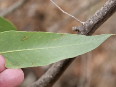 Eucalyptus cornuta