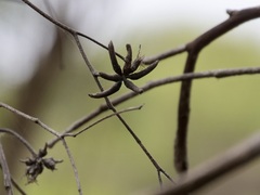 Eucalyptus cornuta