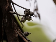 Eucalyptus cornuta
