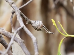 Eucalyptus cornuta