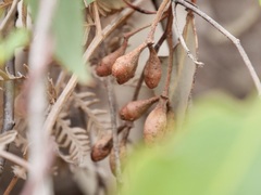Eucalyptus cornuta