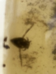 Nepomorpha