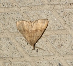 Phalaenostola metonalis