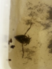 Nepomorpha