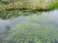 Sparganium hyperboreum
