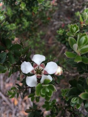 Leptospermum lanigerum