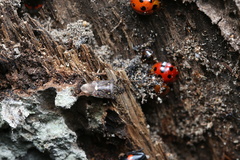 Eocanthecona thomsoni