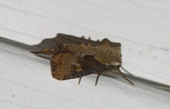 Lateroligia ophiogramma