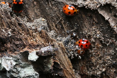 Eocanthecona thomsoni