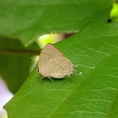Symbiopsis lenitas