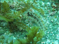 Alloclinus holderi