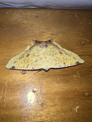 Nepheloleuca complicata