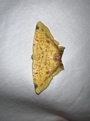 Nepheloleuca complicata