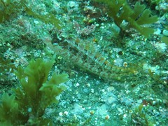 Alloclinus holderi