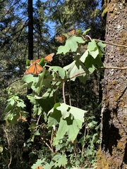 Danaus plexippus plexippus