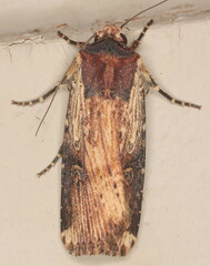 Axylia ustula
