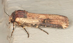Axylia ustula