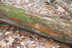 Botryobasidium simile