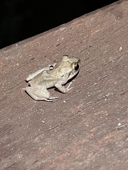 Eleutherodactylus johnstonei