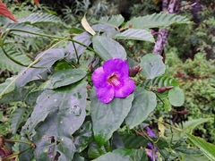 Thunbergia laurifolia