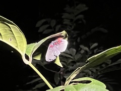 Lyropteryx lyra