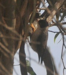 Daphoenositta chrysoptera