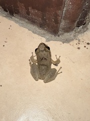 Eleutherodactylus johnstonei