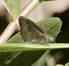 Ypthima baldus