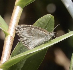 Ypthima baldus