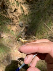 Sympetrum rubicundulum