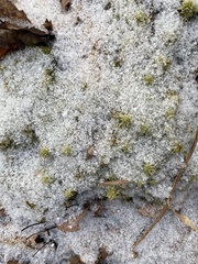 Sphagnum palustre