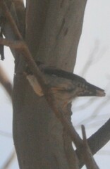 Daphoenositta chrysoptera