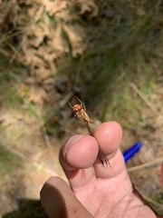 Sympetrum rubicundulum