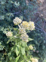 Pseudognaphalium biolettii